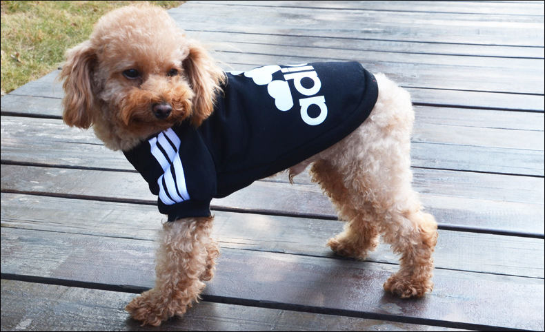 Adidas還有寵物服裝支線Adidog？ 其實(shí)是商標(biāo)侵權(quán)