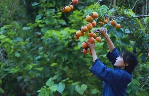 月收入千萬，背后公司早已為網(wǎng)紅李子柒注冊百余件商標(biāo)